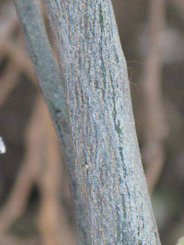              Second - third year twig (Riverside, CA)       